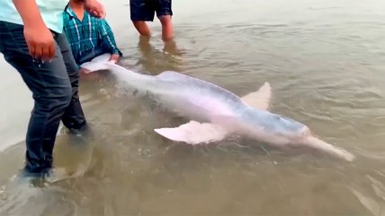   Rescatan a delfín rosado de río boliviano: está en peligro de extinción 