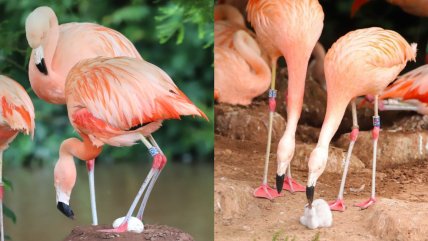  Flamencos chilenos gays se convirtieron en padres tras adoptar un huevo abandonado  