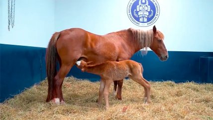   Todo un hito: Universidad peruana consigue clonar un caballo 