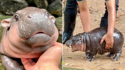   Bebé de hipopótamo pigmeo es sensación en zoológico de Tailandia 