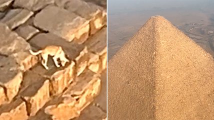   Captan a perro deambulando en la cima de Pirámide de Giza 