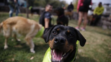   Experto nos cuenta por qué amamos tanto a nuestras mascotas 