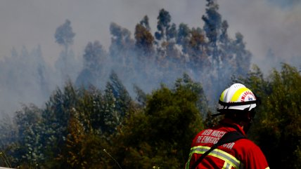   Esperan controlar este martes incendio que ha consumido 40 hectáreas en Paine 