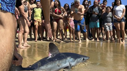  ¿Qué hacer si encontramos un animal marino varado en la orilla de la playa? 