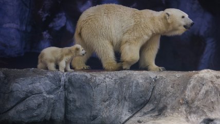  La primera osezna polar nacida en Latinoamérica dio sus primeros pasos en Brasil  