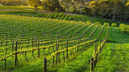   Tecnología SAP basada en IA: NS Agro lidera la transformación digital de Martínez y Valdivieso 