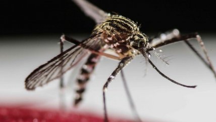   Ecuador reporta seis casos de fiebre amarilla: Cuatro personas fallecieron 