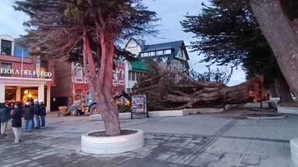  Fuertes vientos provocan cortes de luz y caída de árboles en Punta Arenas  