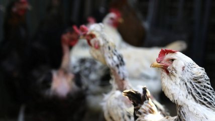  Chile suspendió las compras de pollo brasileño por la gripe aviar  