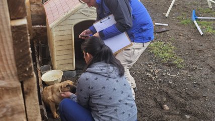   PDI rescató a 19 animales en situación de abandono en Coyhaique 