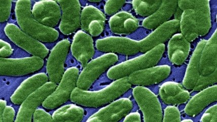   Se disparan las infecciones de bacteria 