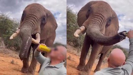 Turista causa indignación tras darle cerveza a un elefante en Kenia Turista causa indignación tras darle cerveza a un elefante en Kenia