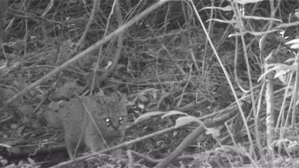   Cámaras registraron al gato güiña en Reserva Nacional Los Queules 