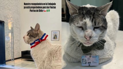   Branquinho Errázuriz: El gato recepcionista de la embajada de Brasil en Chile 