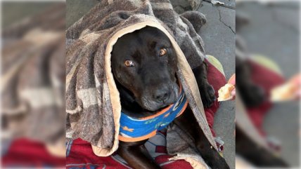  Indignación en Quilpué por asesinato a disparos de perrito  