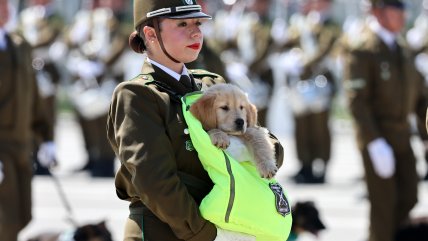   Uno de los momentos más esperado: El desfile de perros y cachorros policiales en la Parada Militar 
