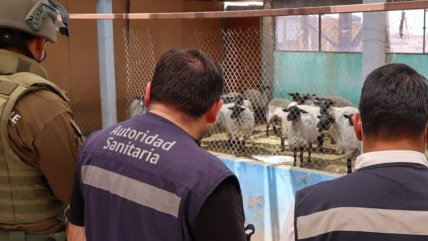   Autoridades clausuraron criadero y matadero clandestino en Calama 