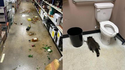   Mapache intruso irrumpió en licorería y terminó inconsciente en el baño 