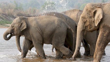   Siete elefantes murieron tras ser atropellados por un tren en India 