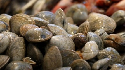   Marea roja: decretan cierre total de la bahía de Tongoy por toxina peligrosa 