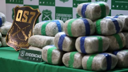   OS7 incautó 31 kilos de hongos alucinógenos en Panguipulli 