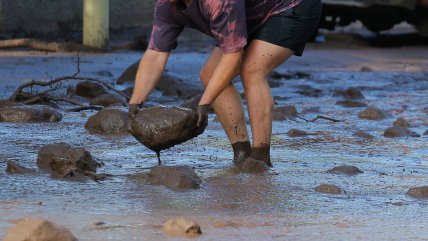   ¿Qué es la baja segregada y por qué es tan difícil de predecir? 