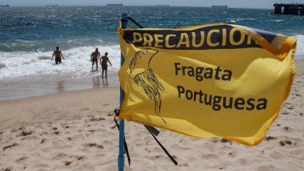   Fragata portuguesa: infectólogo aclara los mitos sobre los 