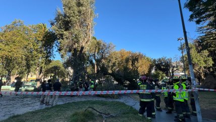   Árbol cayó y mató a joven que estaba sentado en el céntrico Parque Italia de Valparaíso 