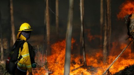   Incendio forestal en La Calera movilizó masivo despliegue de Conaf y Bomberos 