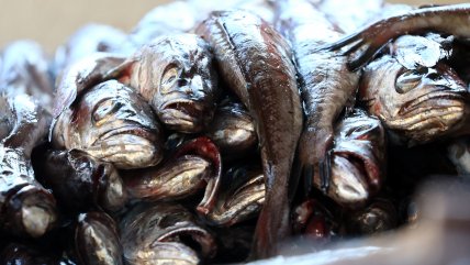   Autoridades intensifican fiscalizaciones de productos del mar previo a Semana Santa en Calbuco 