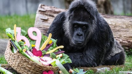   La gorila más longeva del mundo cumplió 69 años 