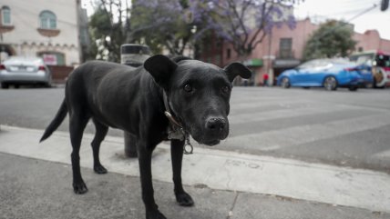   México sacrificó más de 10 mil perros 