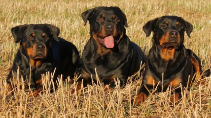  De tal palo: Rottweilers de un secuestrador preso atemorizan a vecinos de Valparaíso  