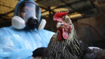  China prohibió importaciones de aves de corral desde Chile por brote de gripe aviar 