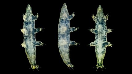  Congreso Futuro: Los microorganismos chilenos que viajarán al espacio  