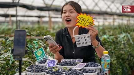   Industria del arándano de China lanza estrategia de crecimiento para desarrollo de alta calidad 
