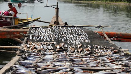   Cinco sujetos fueron sorprendidos pescando ilegalmente en kayak en el Lago Caburgua 
