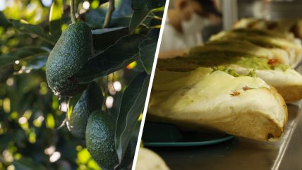   Chile consume casi 40% de su producción de palta hass 