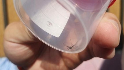   Alerta sanitaria en Antofagasta tras confirmarse 10 focos del mosquito transmisor del dengue 