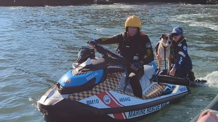   Perro cayó al mar desde un roquerío y nadó casi un kilómetro hasta una isla 
