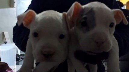   Hombre fue detenido por realizar cirugías estéticas a perros sin ser veterinario en Huechuraba 