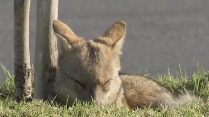   Zorro explorador movilizó a vecinos, Carabineros y al SAG en Maipú 