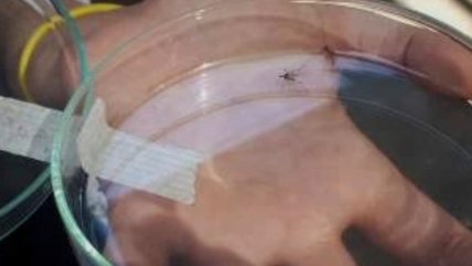   Salud inspeccionará más de mil viviendas en Tocopilla por alerta de mosquito del Dengue 