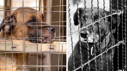   Con sentimientos encontrados, Corea del Sur se despide de su ancestral sopa de perro 
