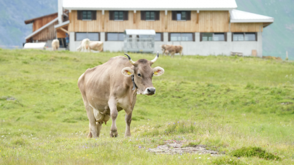  Suiza rechazó en referéndum limitar producción y consumo de alimentos de origen animal  
