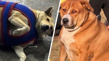   Concurso de perros gordos causa furor en redes sociales 