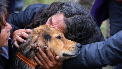   Rescate del perro 