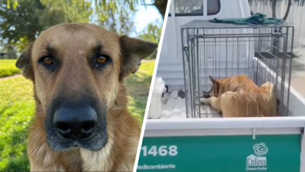   Sacrificio de perro comunitario en Colina genera críticas: Piden investigar el caso 