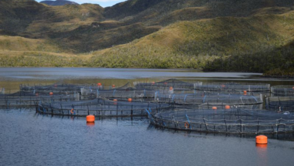  Preocupación en la industria salmonera: Alcalde advierte riesgo de floraciones algales  